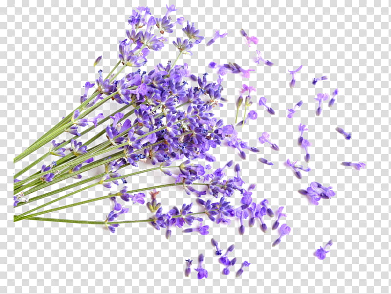 Lavender Flower, Lotion, Shea Butter, Exfoliation, Skin Care, Lavender Oil, Essential Oil, Cream transparent background PNG clipart