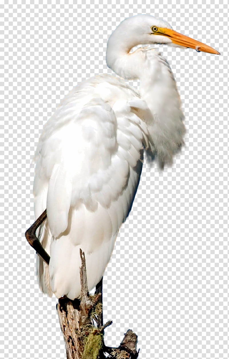 white great egret bird on branch transparent background PNG clipart