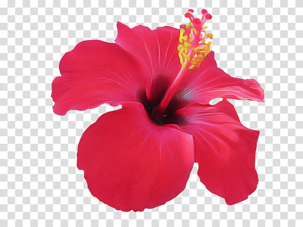 hibiscus flowering plant petal flower chinese hibiscus, Hawaiian Hibiscus, Red, Mallow Family transparent background PNG clipart