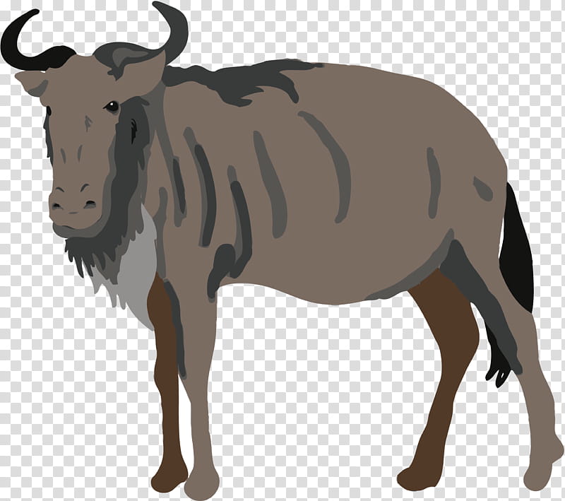 Animal, Dairy Cattle, Wildebeest, Horn, Black Wildebeest, Herd, Wildlife, Bovine transparent background PNG clipart