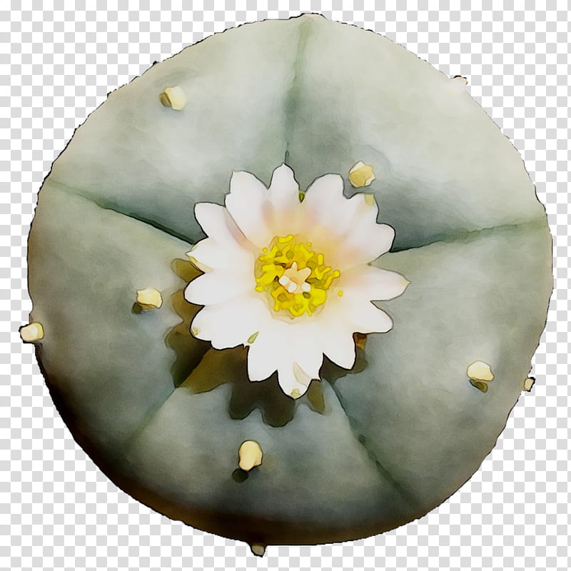 Blossom Flower, White, Petal, Plant, Cactus, Wildflower, Hedgehog Cactus, Perennial Plant transparent background PNG clipart