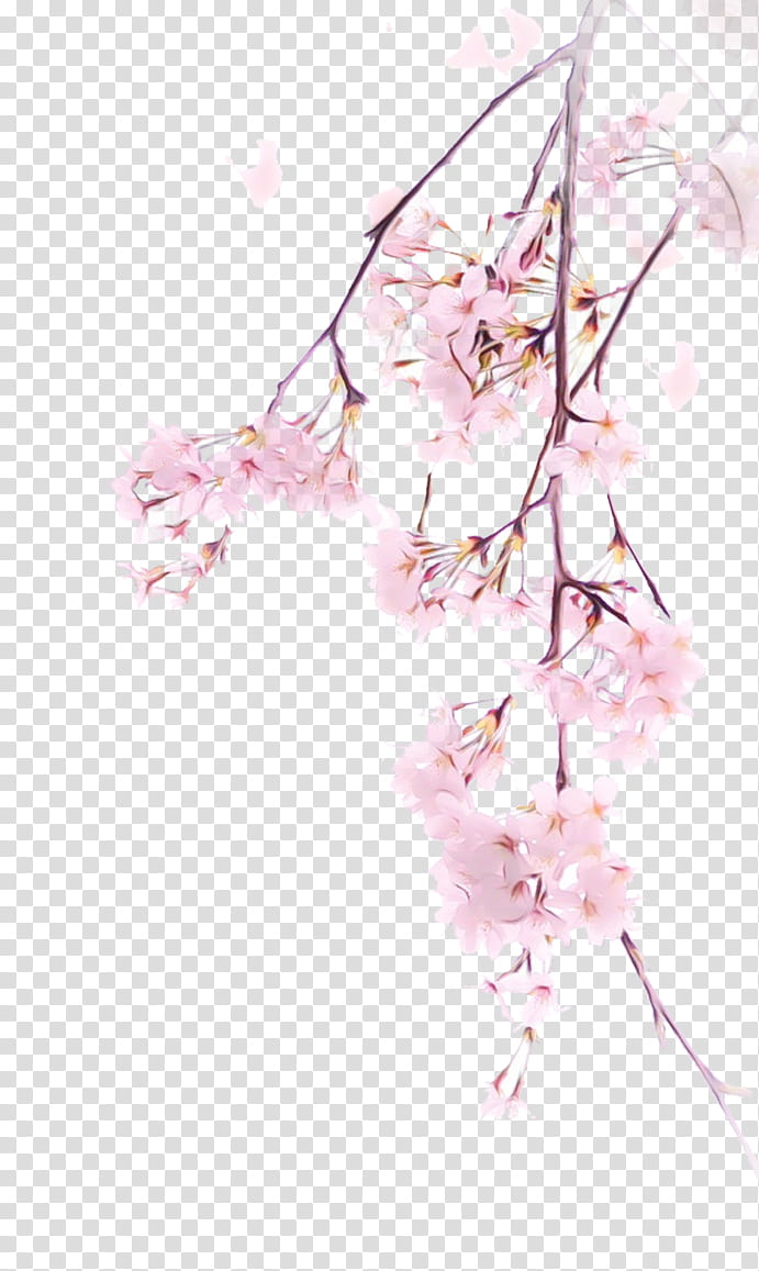Cherry blossom, Watercolor, Paint, Wet Ink, Branch, Pink, Flower, Twig transparent background PNG clipart