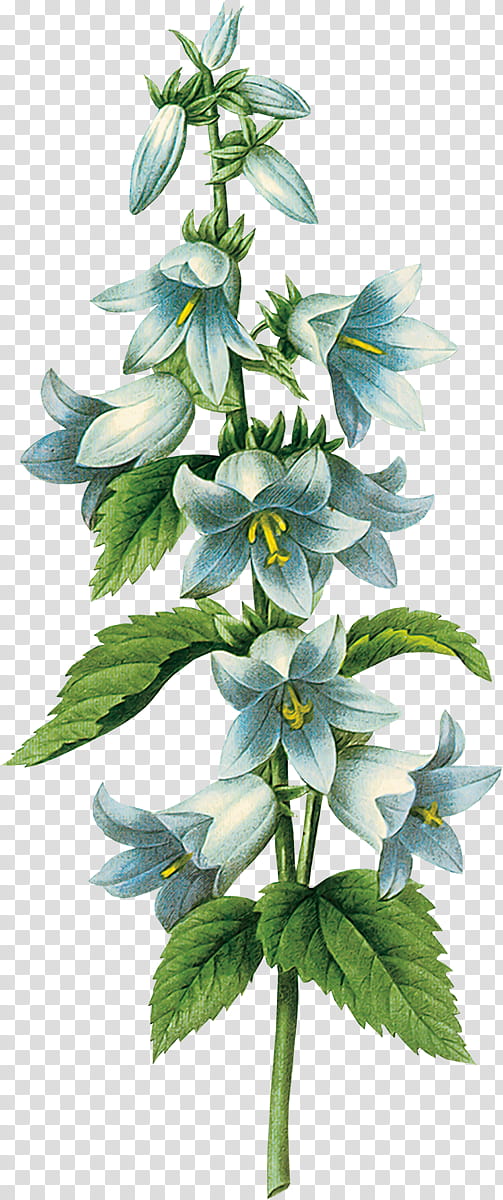 Family Illustration, Bellflowers, Bellflower Family, Painting, Floral Design, Plant, Petal, Wildflower transparent background PNG clipart