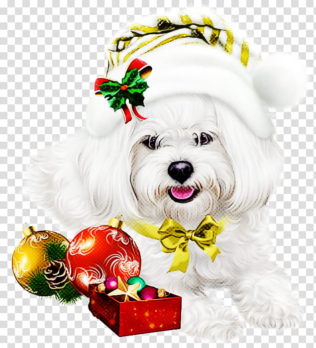 Christmas ornament, Dog, Maltese, Shih Tzu, Bichon, West Highland White Terrier, Coton De Tulear, Nonsporting Group transparent background PNG clipart