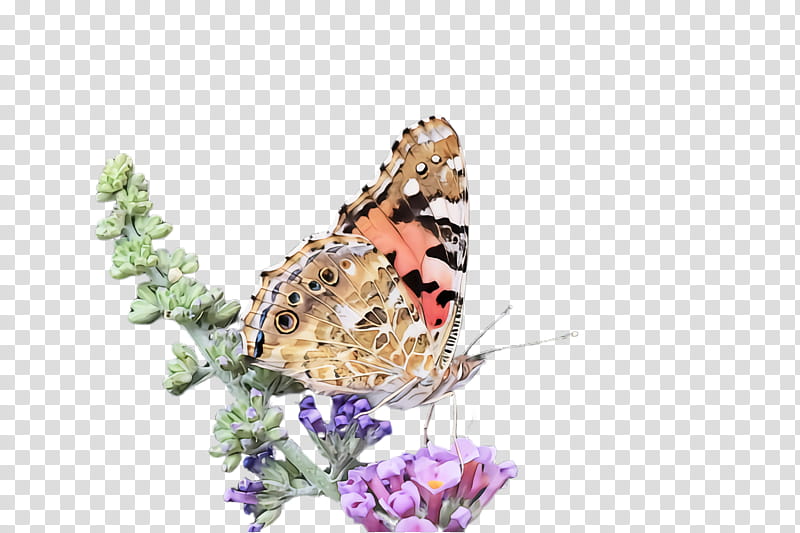 Monarch butterfly, Cynthia Subgenus, Insect, Moths And Butterflies, Vanessa Cardui, American Painted Lady, Vanessa Butterfly, Pollinator, Brushfooted Butterfly transparent background PNG clipart