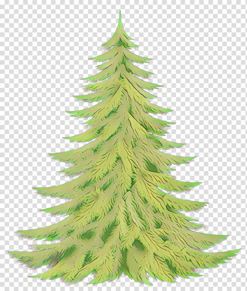 shortleaf black spruce balsam fir yellow fir columbian spruce oregon pine, White Pine, Colorado Spruce, Tree, Lodgepole Pine, Plant transparent background PNG clipart