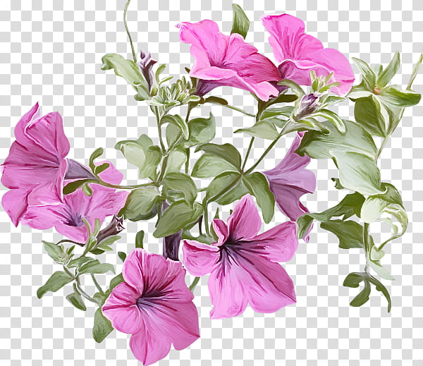 flower plant petal petunia pink, Morning Glory, Cut Flowers, Morning Glory Family transparent background PNG clipart