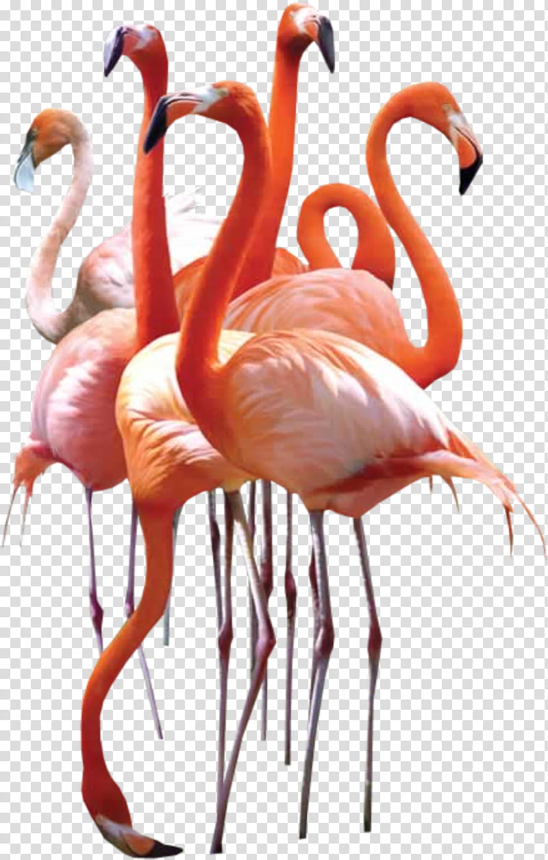 Flamingo Drawing, Homing Pigeon, Pigeons And Doves, Bird, Greater Flamingo, Flamingos, Water Bird, Release Dove transparent background PNG clipart