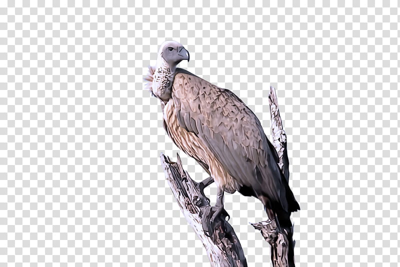 bird bird of prey beak vulture osprey, Andean Condor, Falconiformes, Wildlife transparent background PNG clipart