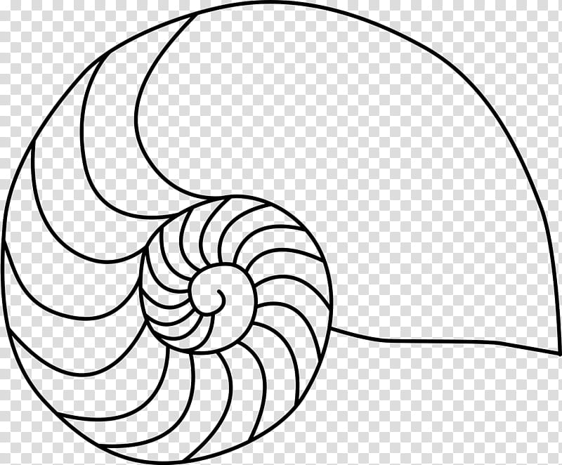 Snail, Nautilidae, Seashell, Drawing, Line Art, Chambered Nautilus, Spiral, Coloring Book transparent background PNG clipart