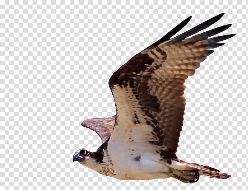 Cutout Osprey , white and brown bird transparent background PNG clipart