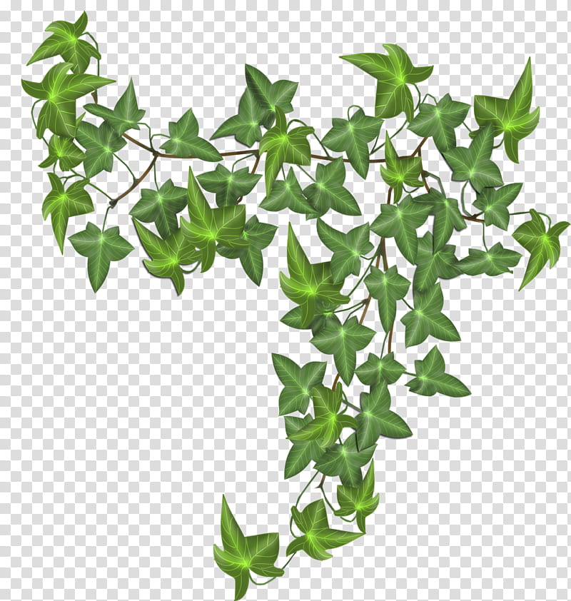 ivy, green vine plant illustration transparent background PNG clipart
