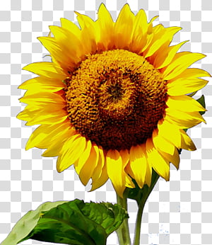 Sunflower, Watercolor, Paint, Wet Ink, Flowering Plant, Yellow, Petal, Sunflower Seed transparent background PNG clipart thumbnail