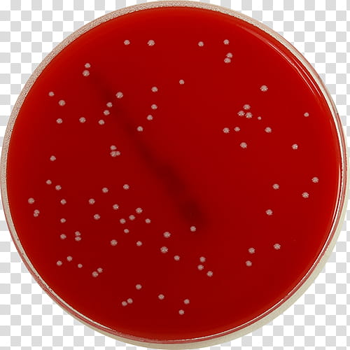 Bacteria, Agar, Xld Agar, Agar Plate, Shigella, Microbiology, Salmonella Enterica, E Coli transparent background PNG clipart