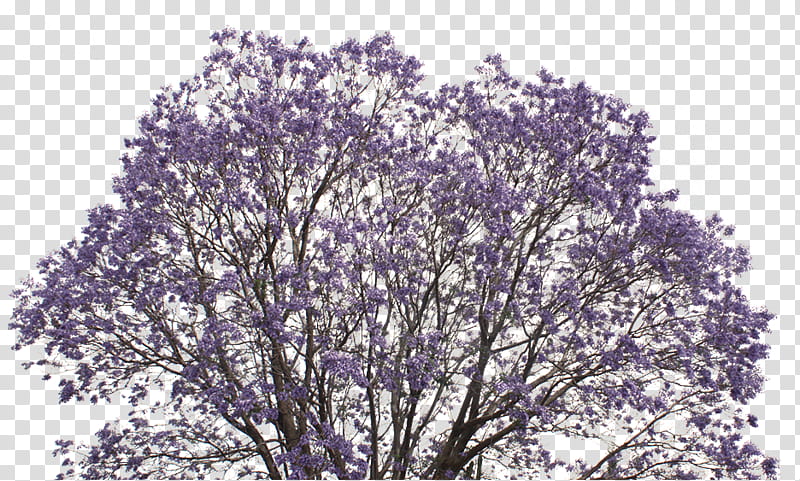 Jacaranda Arch, purple tree transparent background PNG clipart
