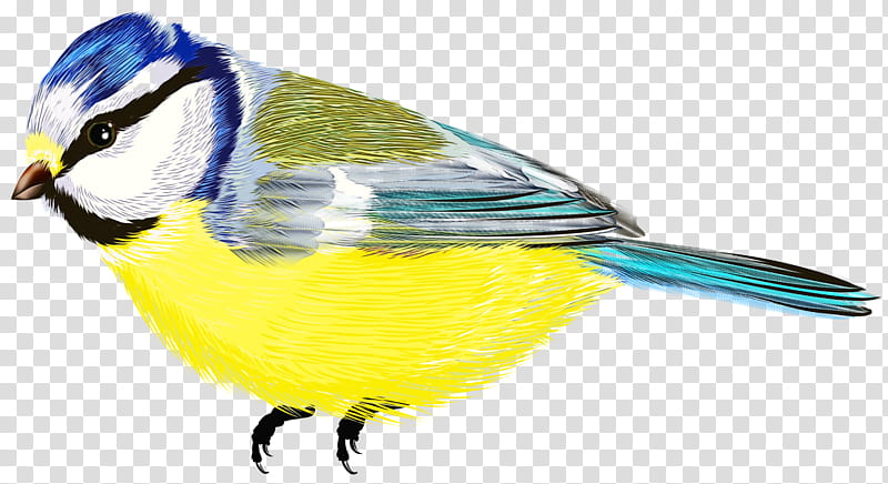Cartoon Bird, Finches, Parakeet, Feather, Beak, Pet, Chickadee, Songbird transparent background PNG clipart