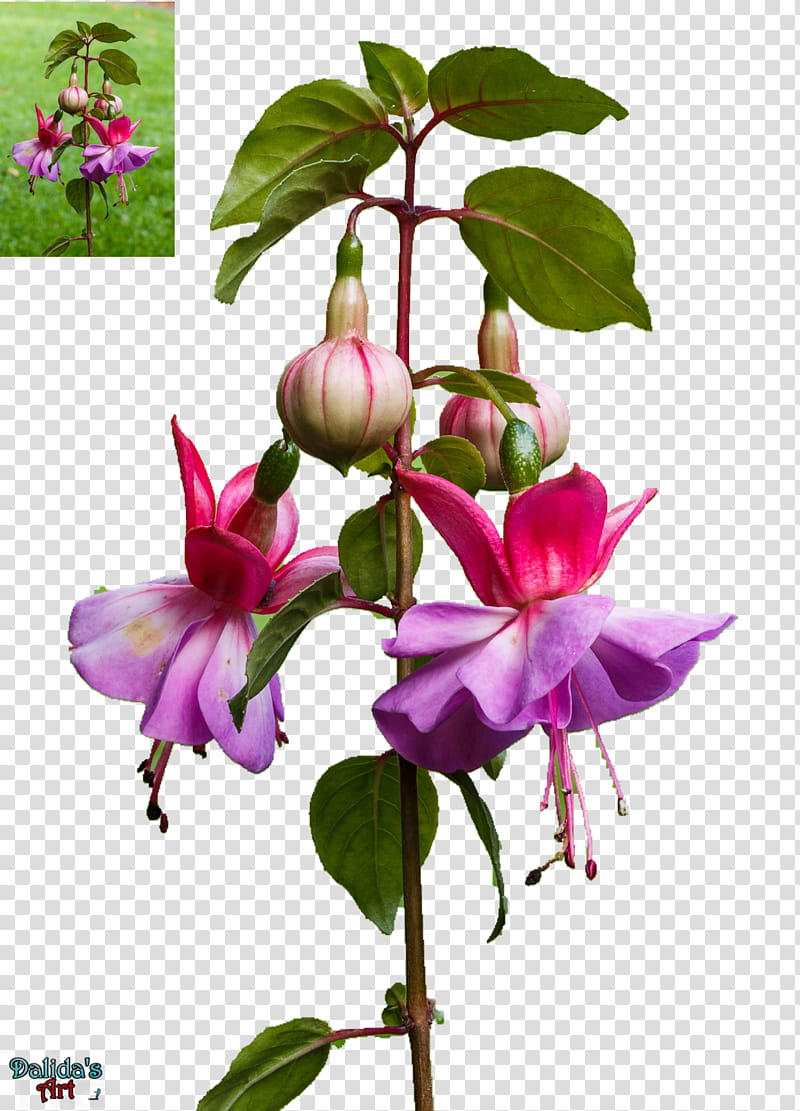 Flower Fuchsia Freundeskreis Leonberg transparent background PNG clipart