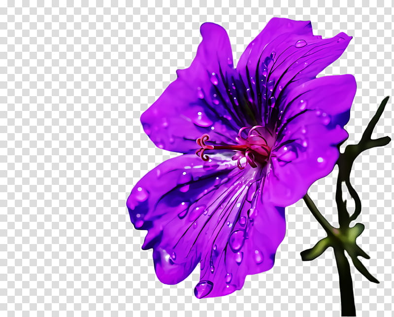 petal flower purple violet plant, Pink, Geranium, Magenta, Geraniaceae transparent background PNG clipart