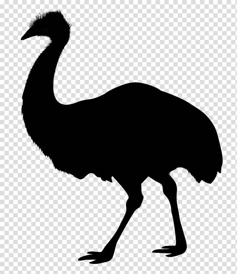 Bird Line Art, Whitetailed Deer, Animal Silhouettes, Art Museum, Flightless Bird, Ratite, Emu, Cassowary transparent background PNG clipart