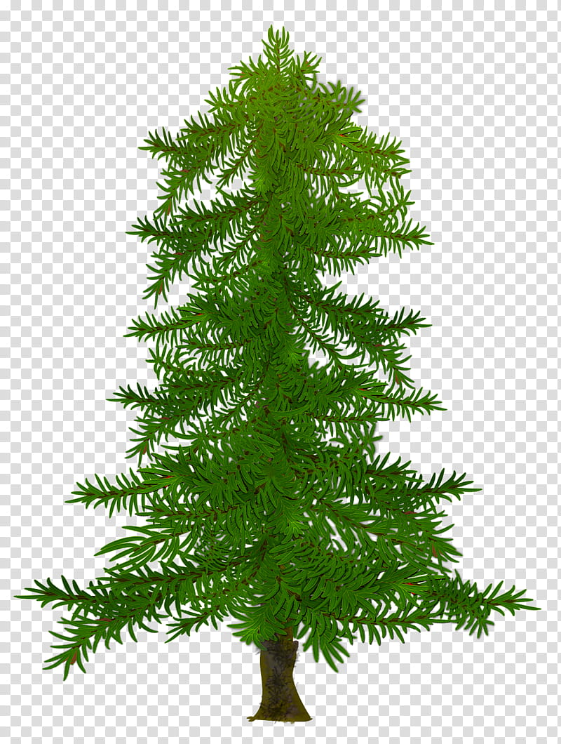 Christmas fir, green pine tree illustration transparent background PNG clipart