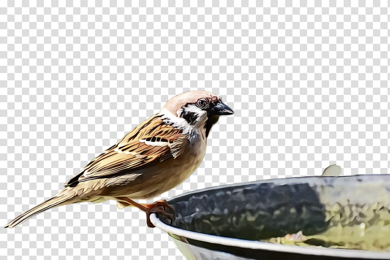 bird house sparrow sparrow beak emberizidae, Watercolor, Paint, Wet Ink, Finch, Songbird, Perching Bird, Bird Food transparent background PNG clipart