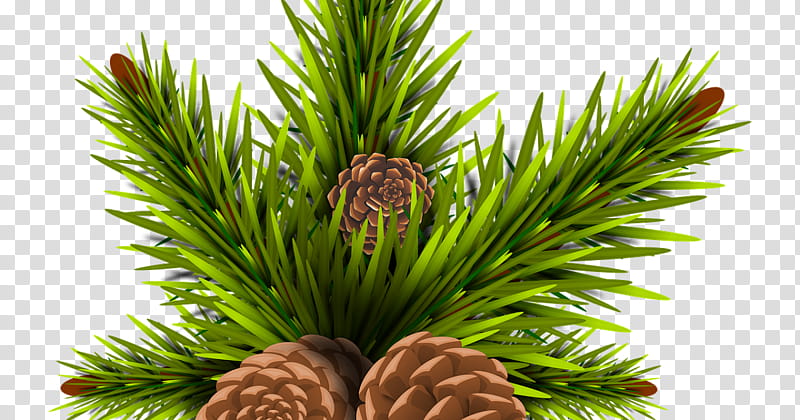 columbian spruce sugar pine yellow fir jack pine lodgepole pine, Red Pine, Shortstraw Pine, Canadian Fir, Oregon Pine, Shortleaf Black Spruce transparent background PNG clipart
