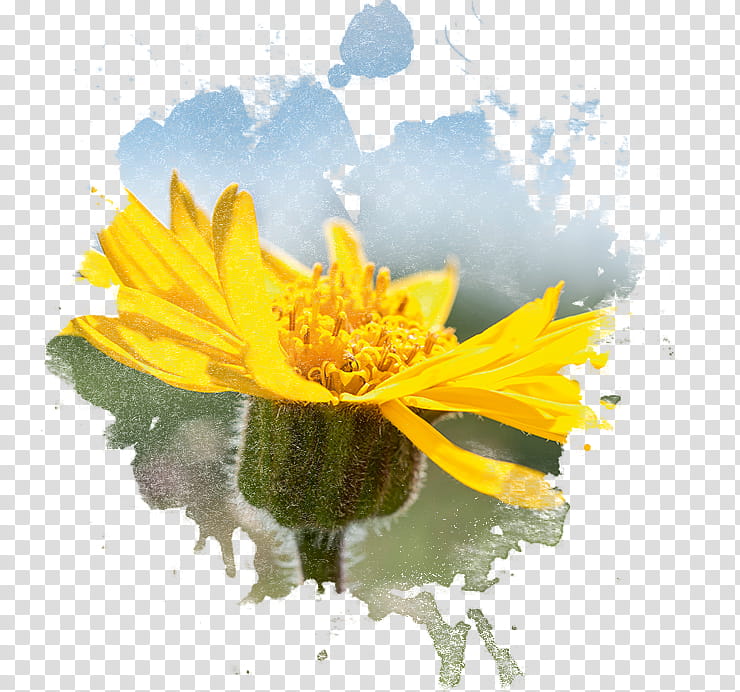 Marigold Flower, Mountain Arnica, Pharmaceutical Drug, Boiron Arnicare Cream, Homeopathy, Ahtalehine Arnika, Tablet, Medicine transparent background PNG clipart