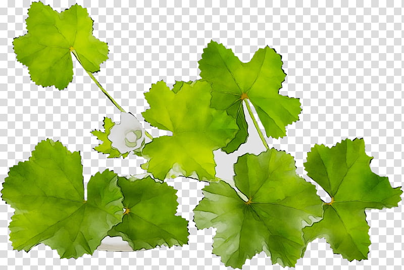 Flower Leaves, Grapevines, Grape Leaves, Leaf, Parsley, Annual Plant, Plant Stem, Branching transparent background PNG clipart
