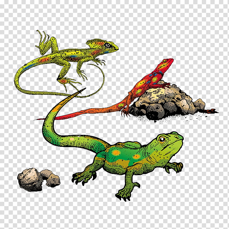 Frog, Common Iguanas, Lizard, Reptile, Amphibians, Kermit The Frog, Snakes, Animal transparent background PNG clipart