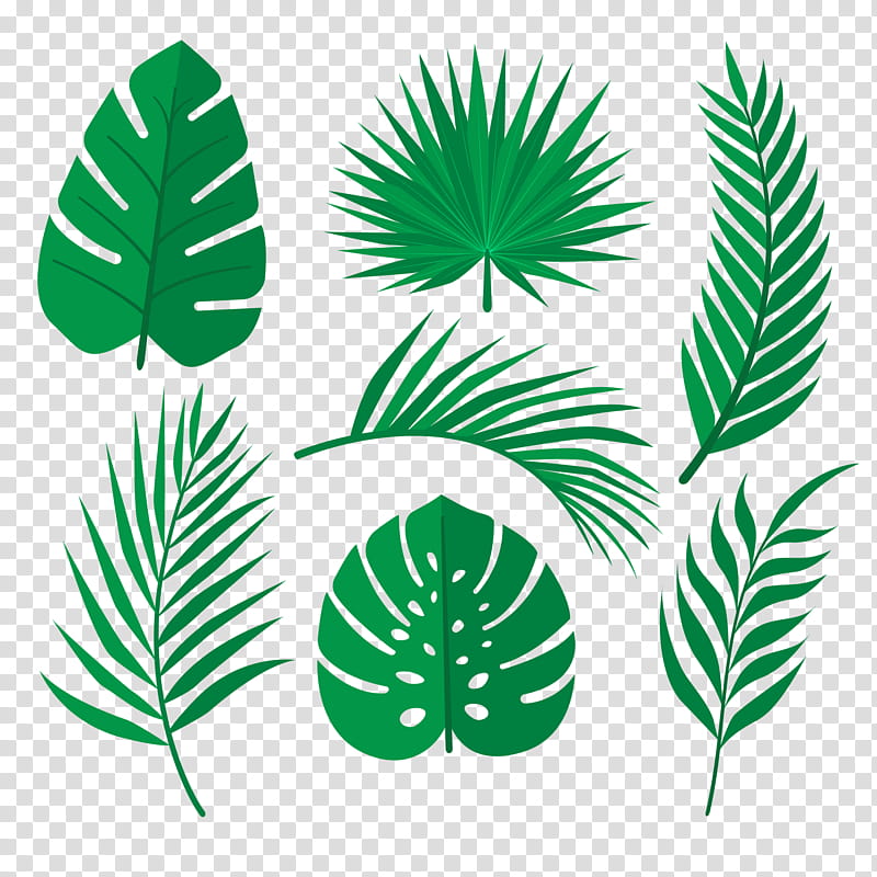 Palm Tree, Palm Trees, Tropical Rainforest, Leaf, Set, Line, Element, Green transparent background PNG clipart