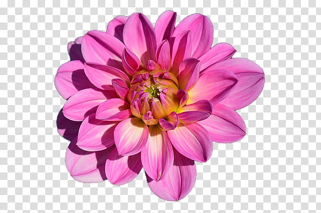 Pink Flower, Petal, Flower Bouquet, Cut Flowers, Rose, Dahlia, Plants, Ecard transparent background PNG clipart