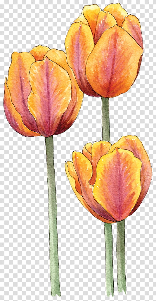 Lily Flower, Tulip, Bulb, Berkeley Horticultural Nursery, Plants, Cut Flowers, Daffodil, Petal transparent background PNG clipart