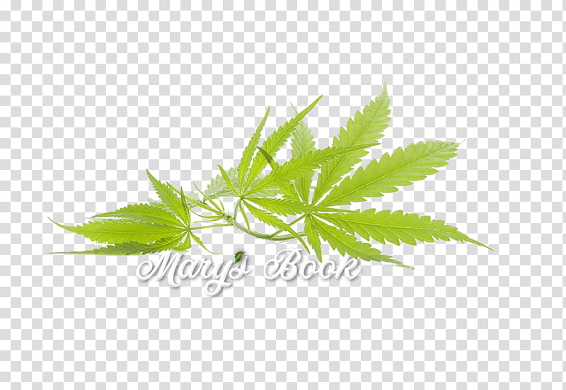 Family Tree, Cannabis, Cannabis Sativa, Joint, Medical Cannabis, Cannabidiol, Leaf, Herb Grinder transparent background PNG clipart