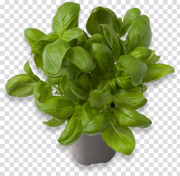 Basil Leaf, Greens, Flower, Plant, Flowerpot, Herb, Vegetable, Tatsoi transparent background PNG clipart