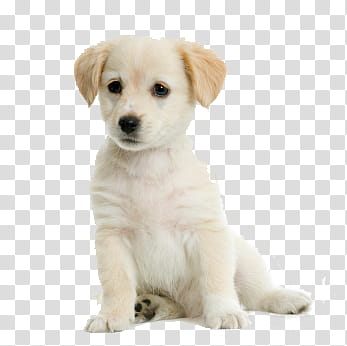 short-coated white puppy transparent background PNG clipart