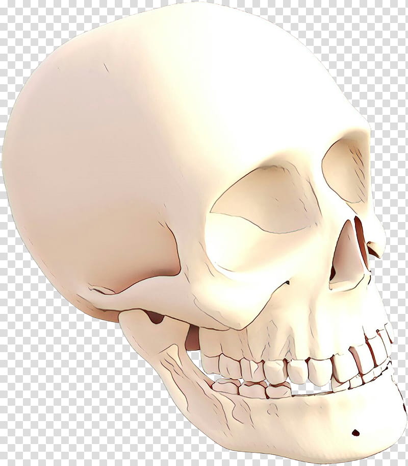 face skull bone jaw head, Cartoon, Forehead, Chin, Nose, Mouth, Skeleton transparent background PNG clipart