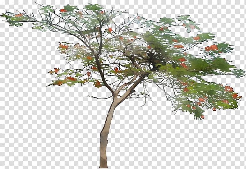 Architecture Tree, Royal Poinciana, Drawing, Landscape, Landscape Architecture, Plants, Tutorial, Sketchup transparent background PNG clipart