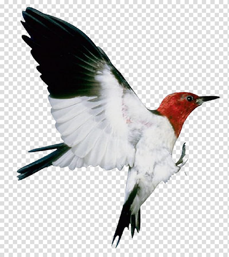 Robin Bird, Flight, Animal, Passerine, American Robin, Beak, Hummingbird, Wing transparent background PNG clipart
