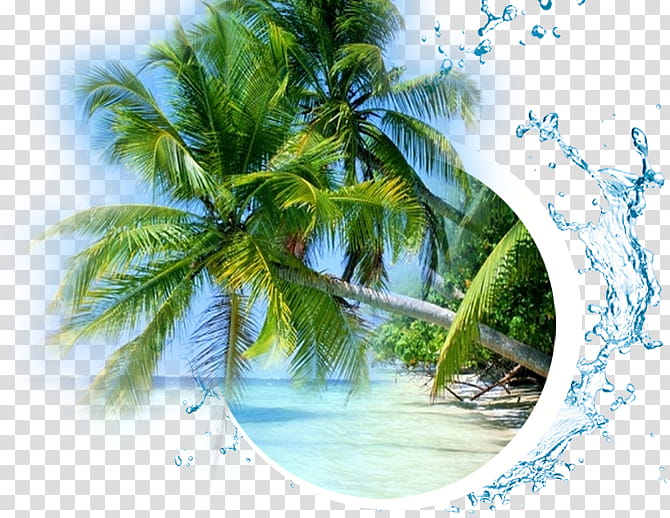 Coconut Tree, Beach, Ocean, Sea, Hotel, Coast, Shore, Palm Trees transparent background PNG clipart