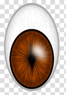 animals eyes, brown and white eye illustration transparent background PNG clipart
