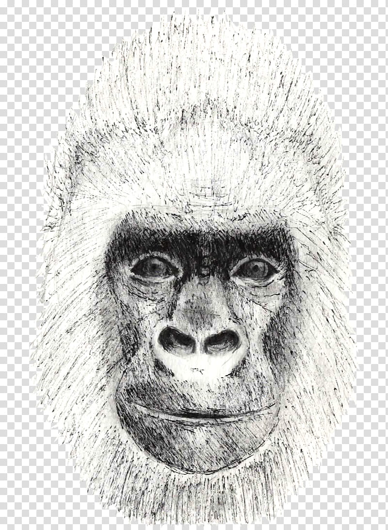 Нарисовать нос обезьяны