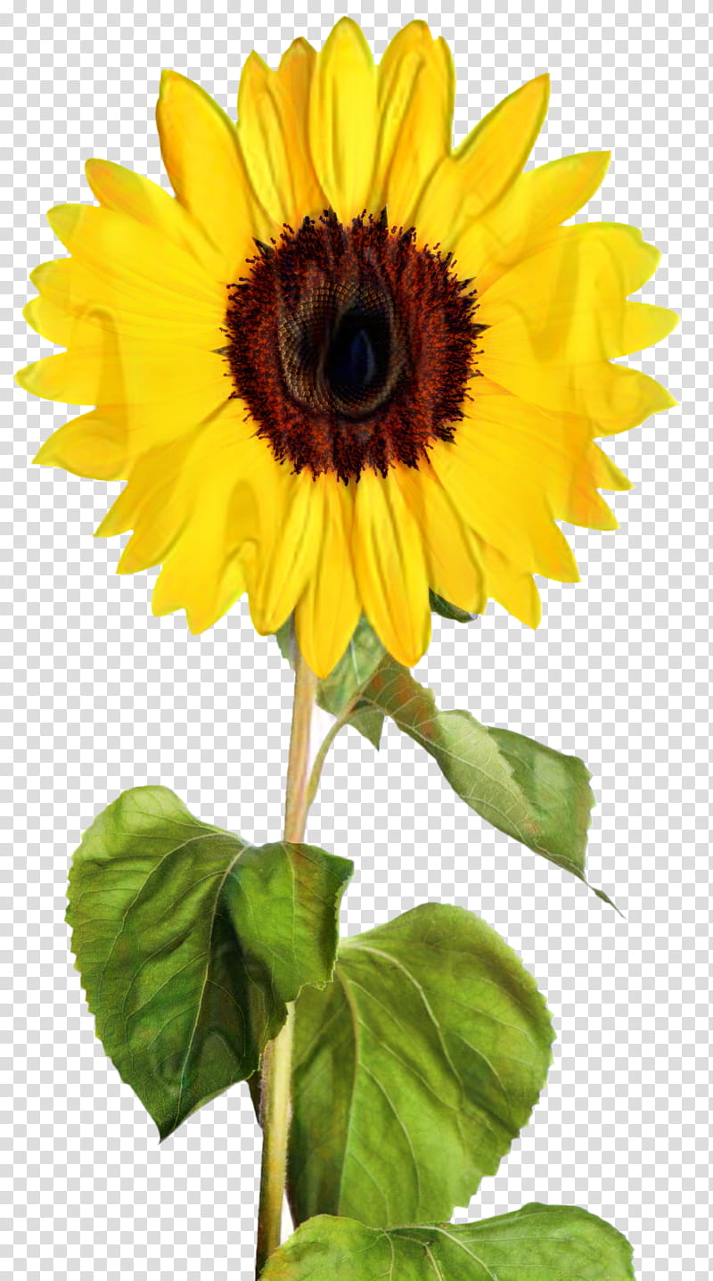Clear Background Flower, Common Sunflower, Sunflower Clear, Sunflower, Sunflowers, Yellow, Sunflower Seed, Plant transparent background PNG clipart