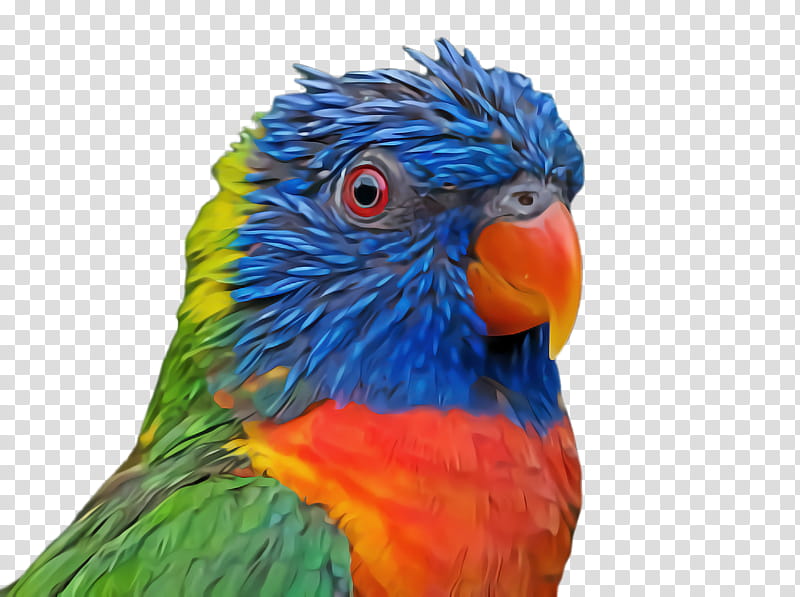Feather, Bird, Beak, Parrot, Macaw, Parakeet, Closeup, Lorikeet transparent background PNG clipart