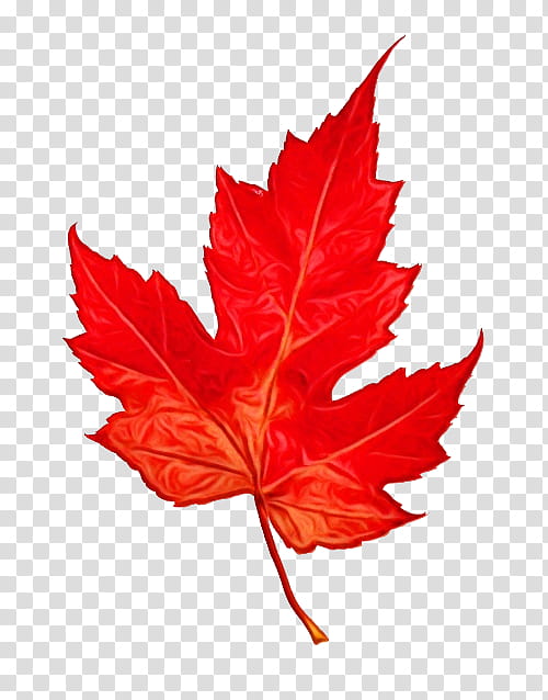 Red Maple Tree, Maple Leaf, Silver Maple, Canadian Silver Maple Leaf, Canadian Gold Maple Leaf, Canadian Maple Leaf, Sugar Maple, Coin transparent background PNG clipart