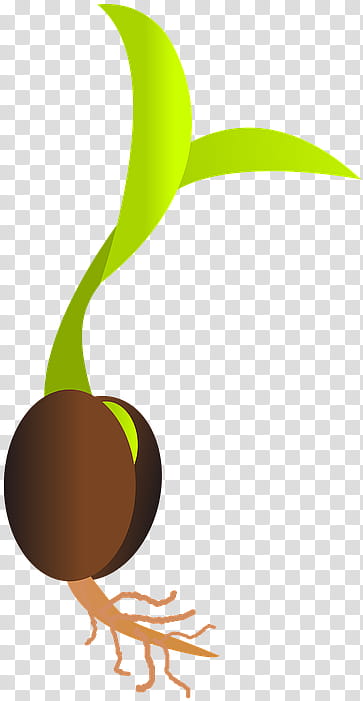 Cartoon Tree, Seedling, Sprouting, Plants, Sowing, Seed Dispersal, Germination, Bud transparent background PNG clipart