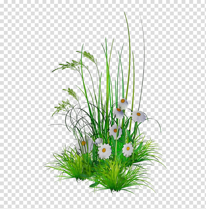 Drawing Of Family, Floral Design, Flower, Sacred Lotus, Grass, Plant, Flowerpot, Aquarium Decor transparent background PNG clipart