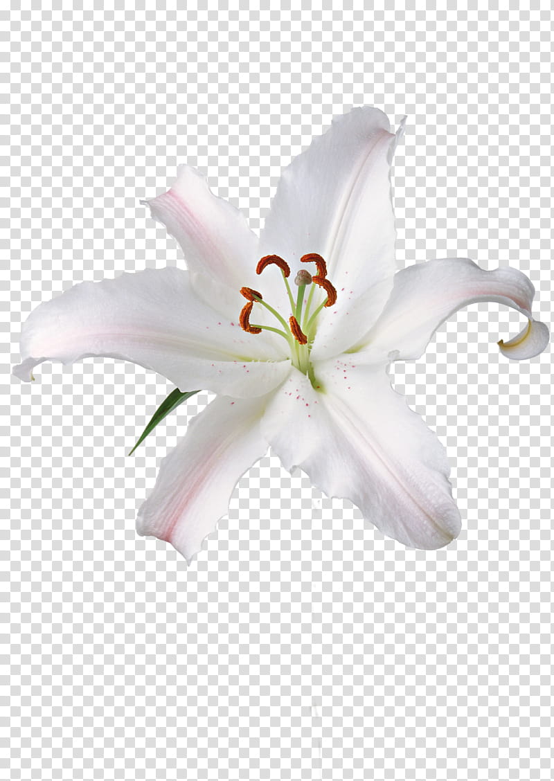 White Lily Flower, Fleurdelis, Madonna Lily, Floral Design, Tulip, Orchids, Drawing, Rose transparent background PNG clipart
