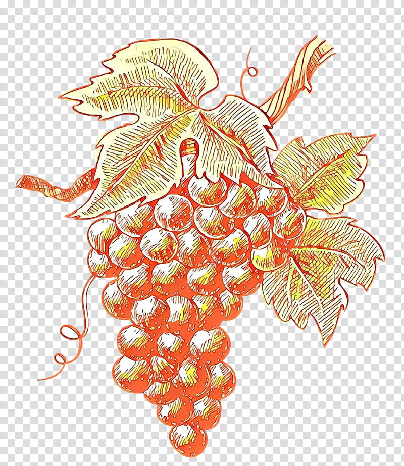 Orange, Leaf, Grape, Plant, Grapevine Family, Vitis, Anthurium, Flower transparent background PNG clipart