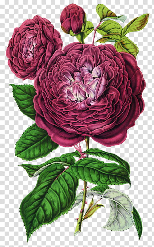Drawing Of Family, Choix Des Plus Belles Fleurs, Rose, Printing, Floral Design, Flower, Rose Family, Plant transparent background PNG clipart