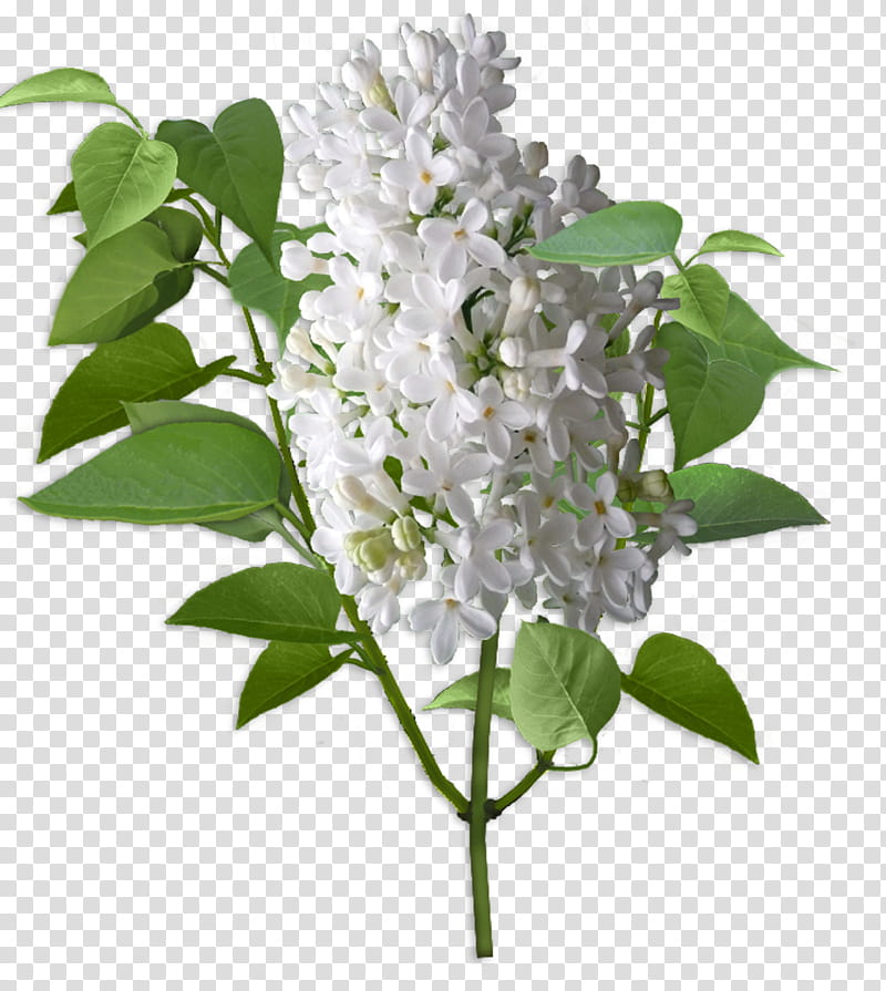 Lilac Flower, white petal flowers with green leaf transparent background PNG clipart